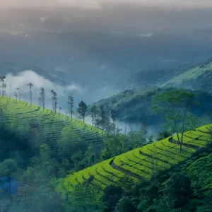 munnar hills