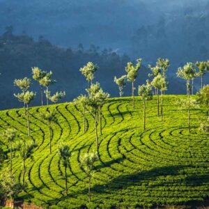 Kerala Hills & Backwaters