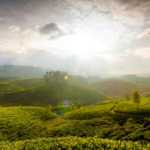 Munnar Kochi Bliss